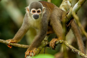 Amazon rainforest expeditions in Ecuador